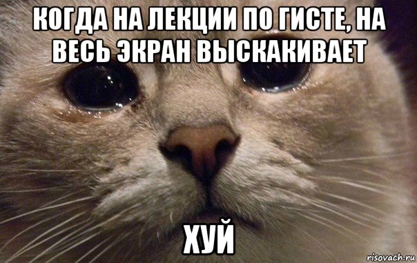 когда на лекции по гисте, на весь экран выскакивает хуй, Мем   В мире грустит один котик