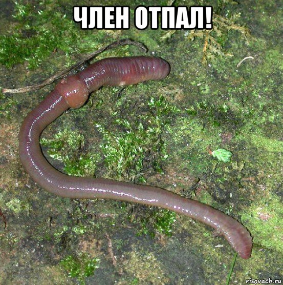 член отпал! 