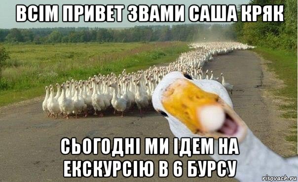 всім привет звами саша кряк сьогодні ми ідем на екскурсію в 6 бурсу, Мем гуси