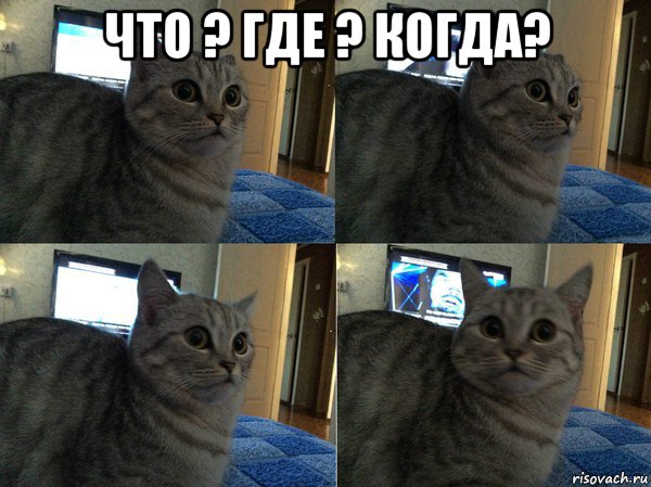 что ? где ? когда? , Мем  Кот в шоке