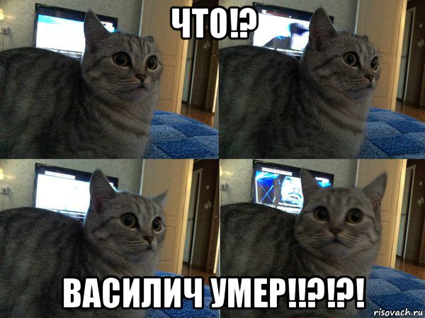 что!? василич умер!!?!?!, Мем  Кот в шоке