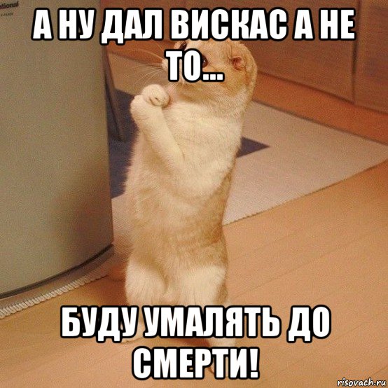 а ну дал вискас а не то... буду умалять до смерти!, Мем  котэ молится