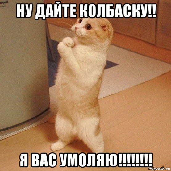 ну дайте колбаску!! я вас умоляю!!!!!!!!, Мем  котэ молится