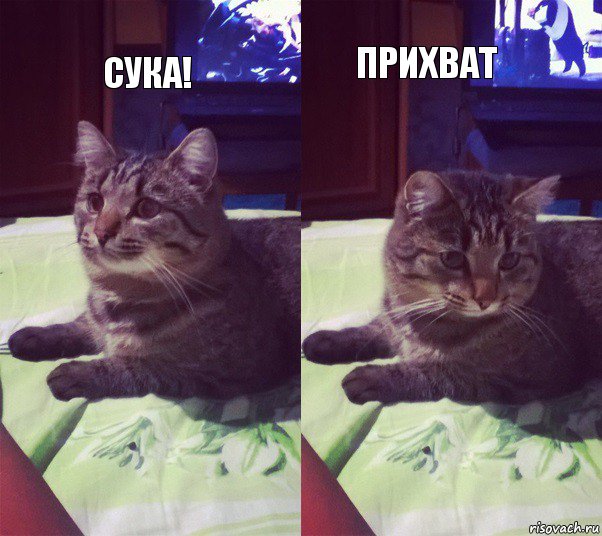 Сука! Прихват, Комикс котик