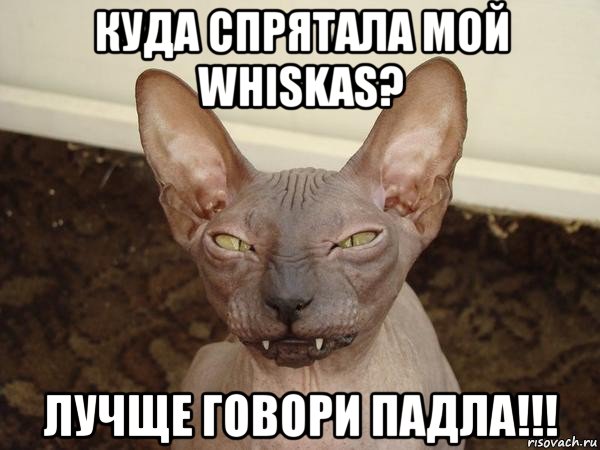 куда спрятала мой whiskas? лучще говори падла!!!, Мем  Злой котик