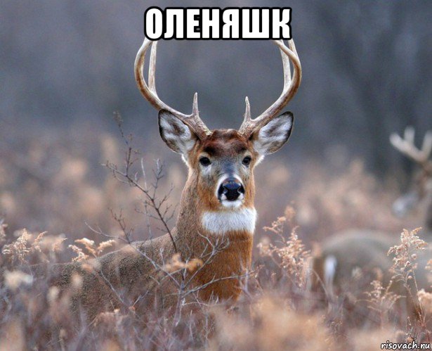 оленяшк , Мем   Наивный олень