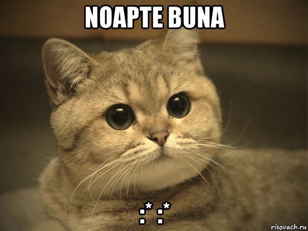 noapte buna :* :*, Мем Пидрила ебаная котик