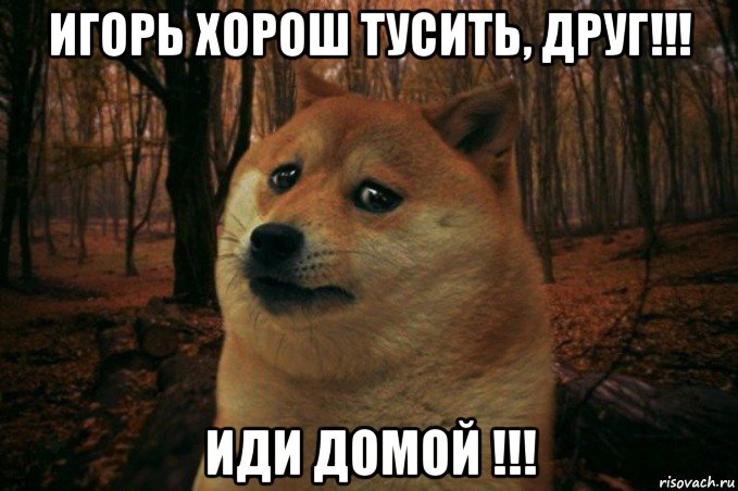 игорь хорош тусить, друг!!! иди домой !!!, Мем SAD DOGE