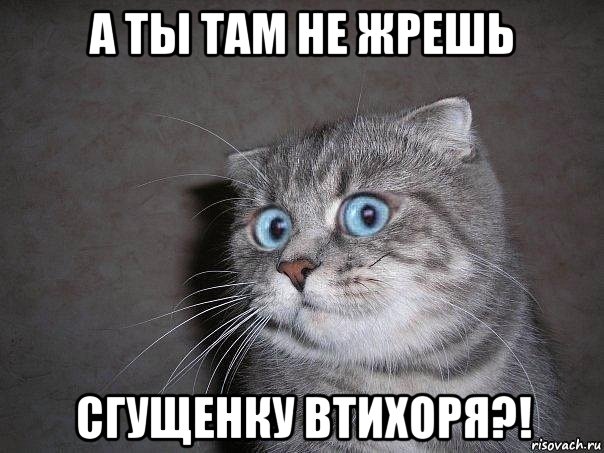 а ты там не жрешь сгущенку втихоря?!, Мем  удивлённый кот