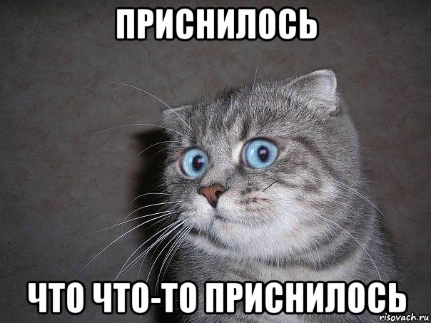 приснилось что что-то приснилось, Мем  удивлённый кот