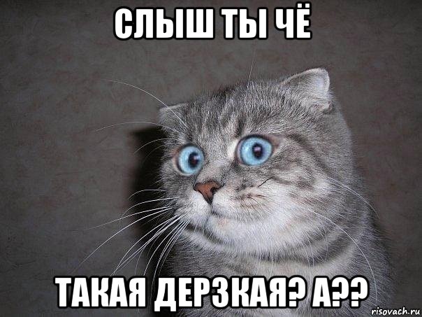 слыш ты чё такая дерзкая? а??, Мем  удивлённый кот