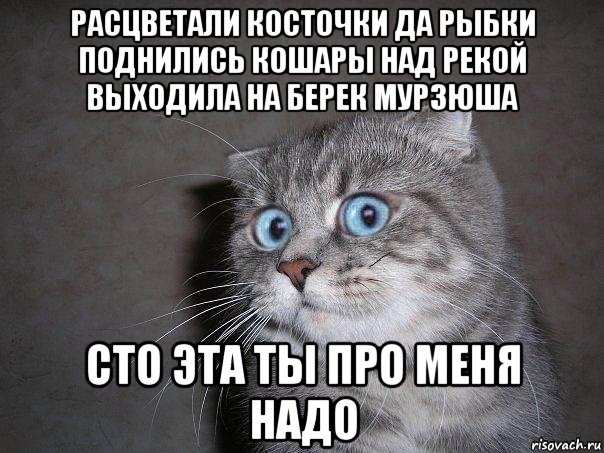 расцветали косточки да рыбки поднились кошары над рекой выходила на берек мурзюша сто эта ты про меня надо, Мем  удивлённый кот