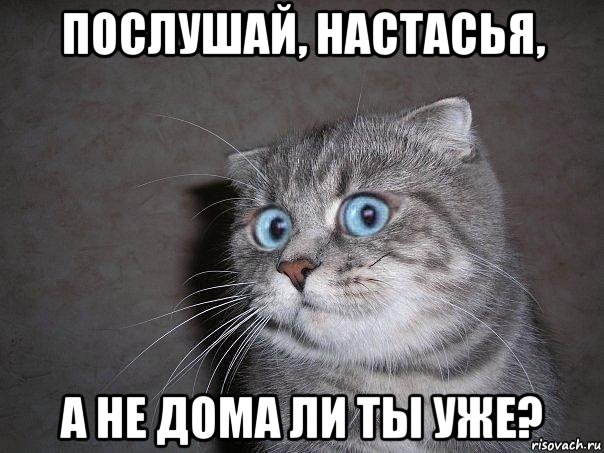 послушай, настасья, а не дома ли ты уже?, Мем  удивлённый кот