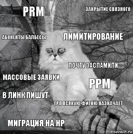 PRM PPM Лимитирование Миграция на HP массовые заявки закрытие связного ГРП всякую фигню назначает абоненты балбесы В линк пишут почту заспамили, Комикс  кот безысходность