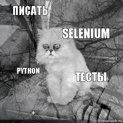 писать тесты selenium + python     , Комикс  кот безысходность