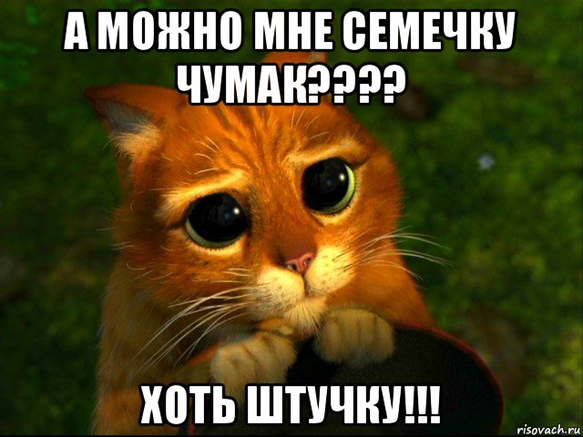 а можно мне семечку чумак???? хоть штучку!!!, Мем кот из шрека