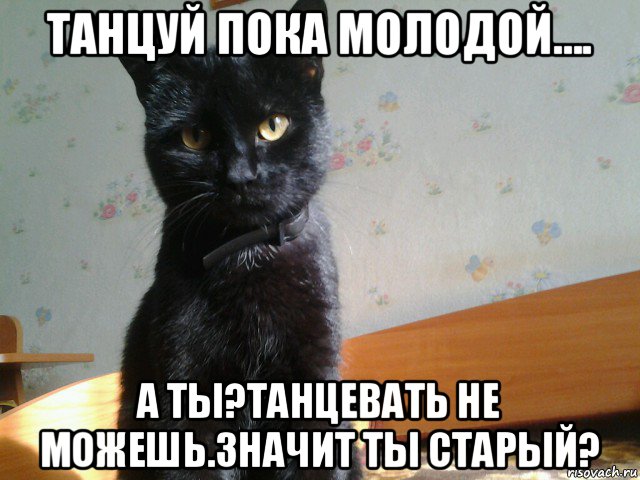 Танцуй пока жив. Коты братаны. Гуляй пока молодая. Пока Мем кот. Мемы с котами пока.