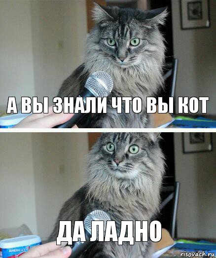 А вы знали что вы кот да ладно, Комикс  кот с микрофоном