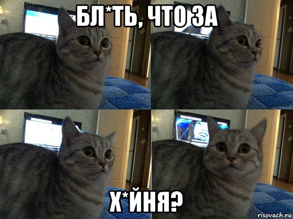 бл*ть, что за х*йня?, Мем  Кот в шоке