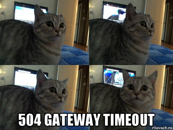  504 gateway timeout, Мем  Кот в шоке