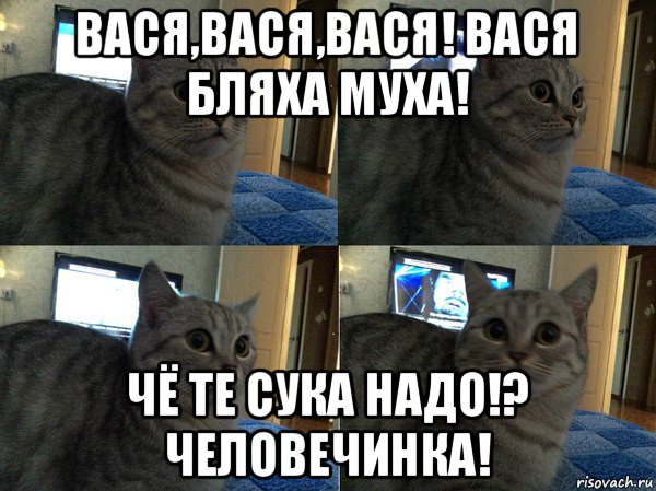 вася,вася,вася! вася бляха муха! чё те сука надо!? человечинка!, Мем  Кот в шоке