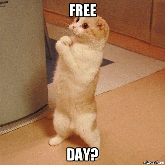 free day?, Мем  котэ молится