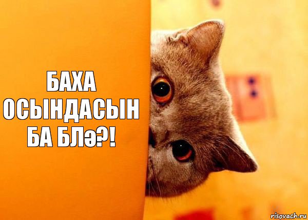 Баха осындасын ба блә?!, Комикс Котенок