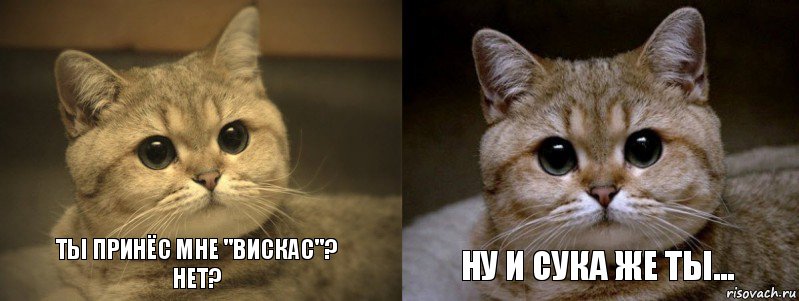 Ты принёс мне "Вискас"?
Нет? Ну и сука же ты..., Комикс мудак