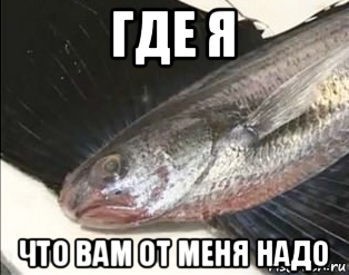 Попей имя. Рыба Мем. Мемы с рыбами. Рыбыvtvs. Мемы про рыбалку.