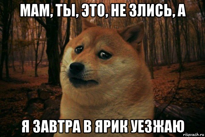 мам, ты, это, не злись, а я завтра в ярик уезжаю, Мем SAD DOGE