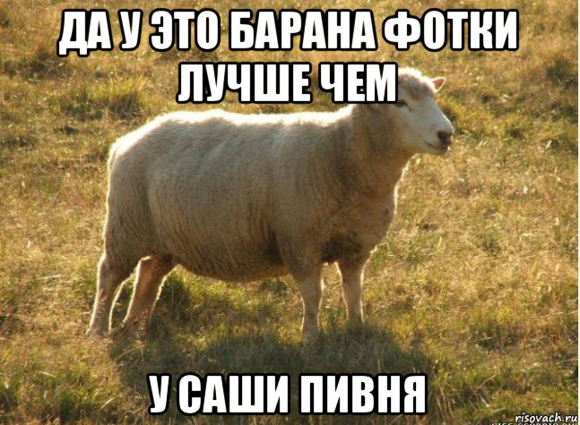 да у это барана фотки лучше чем у саши пивня, Мем Типичная овца