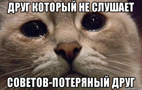 друг который не слушает советов-потеряный друг, Мем   В мире грустит один котик