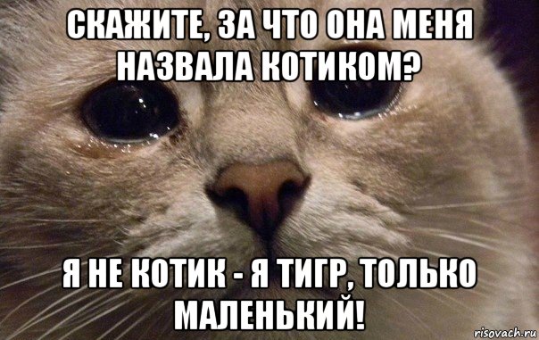 скажите, за что она меня назвала котиком? я не котик - я тигр, только маленький!, Мем   В мире грустит один котик