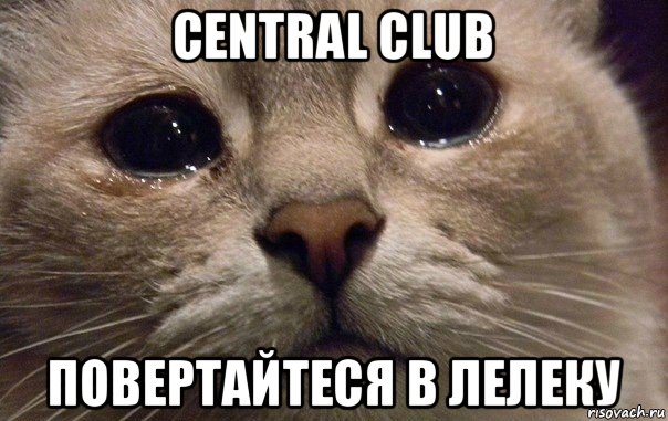 central club повертайтеся в лелеку, Мем   В мире грустит один котик