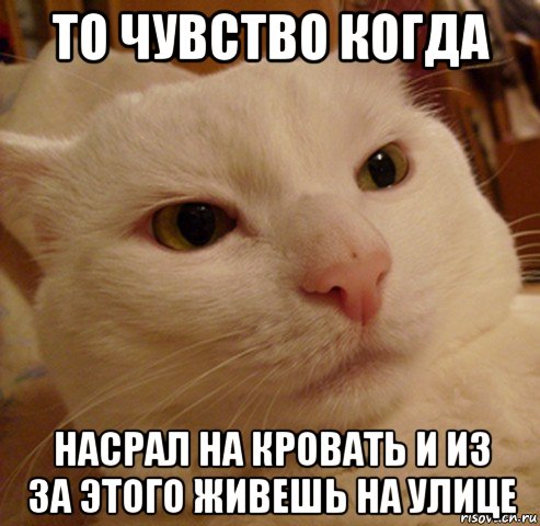 то чувство когда насрал на кровать и из за этого живешь на улице, Мем Дерзкий котэ