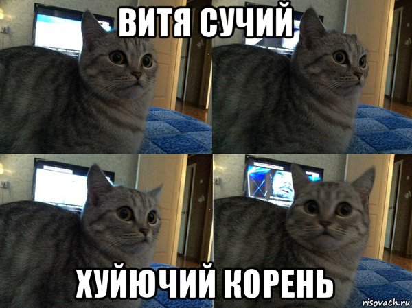 витя сучий хуйючий корень, Мем  Кот в шоке