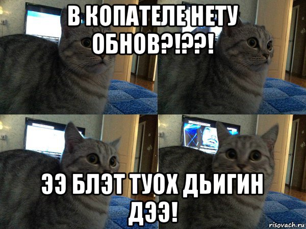 в копателе нету обнов?!??! ээ блэт туох дьигин дээ!, Мем  Кот в шоке