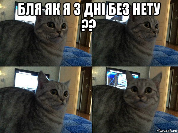 бля як я 3 дні без нету ?? , Мем  Кот в шоке