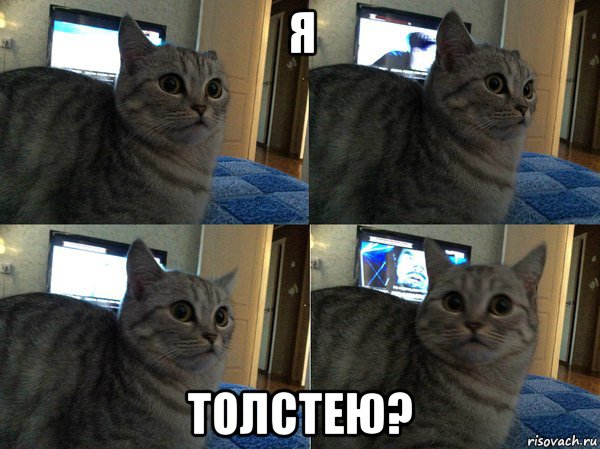 я толстею?, Мем  Кот в шоке