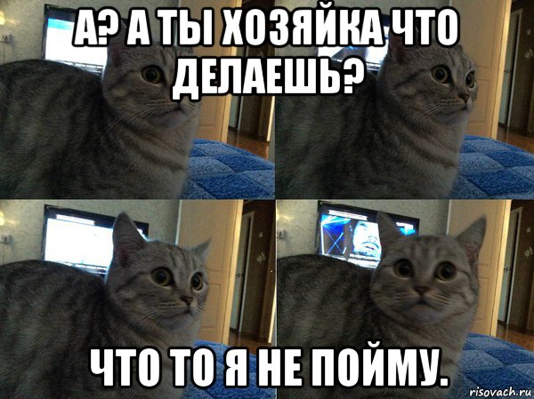 а? а ты хозяйка что делаешь? что то я не пойму., Мем  Кот в шоке