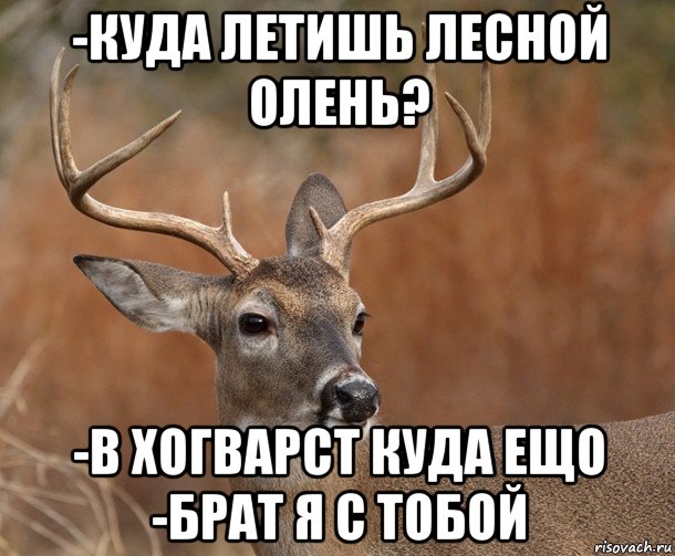 -куда летишь лесной олень? -в хогварст куда ещо -брат я с тобой, Мем  Наивный Олень v2