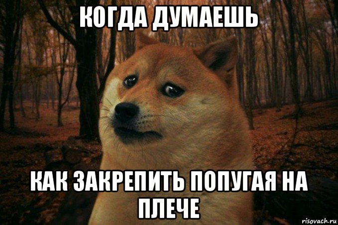 когда думаешь как закрепить попугая на плече, Мем SAD DOGE