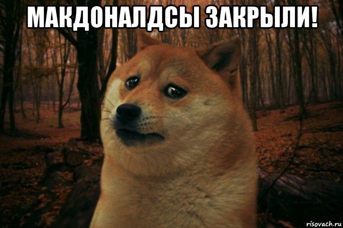 макдоналдсы закрыли! , Мем SAD DOGE