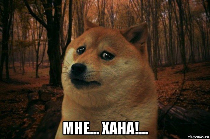  мне... хана!..., Мем SAD DOGE