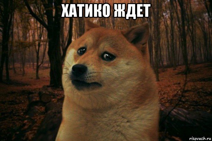 хатико ждет , Мем SAD DOGE