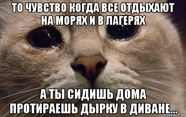 то чувство когда все отдыхают на морях и в лагерях а ты сидишь дома протираешь дырку в диване..., Мем   В мире грустит один котик