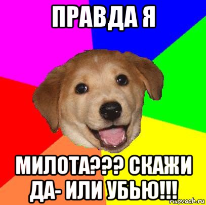 правда я милота??? скажи да- или убью!!!, Мем Advice Dog