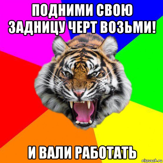 подними свою задницу черт возьми! и вали работать, Мем  ДЕРЗКИЙ ТИГР