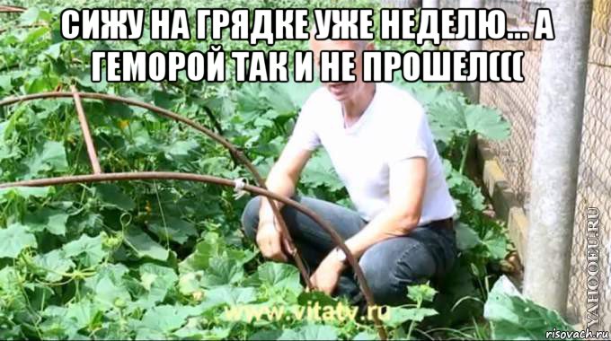 сижу на грядке уже неделю... а геморой так и не прошел((( 