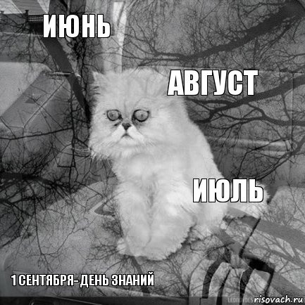 июнь июль август 1 сентября- день знаний      , Комикс  кот безысходность